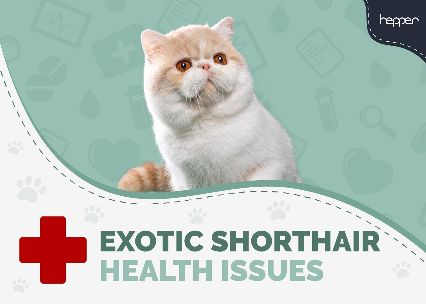 5 Exotic Shorthair Cat Health Problems: Vet Approved Facts