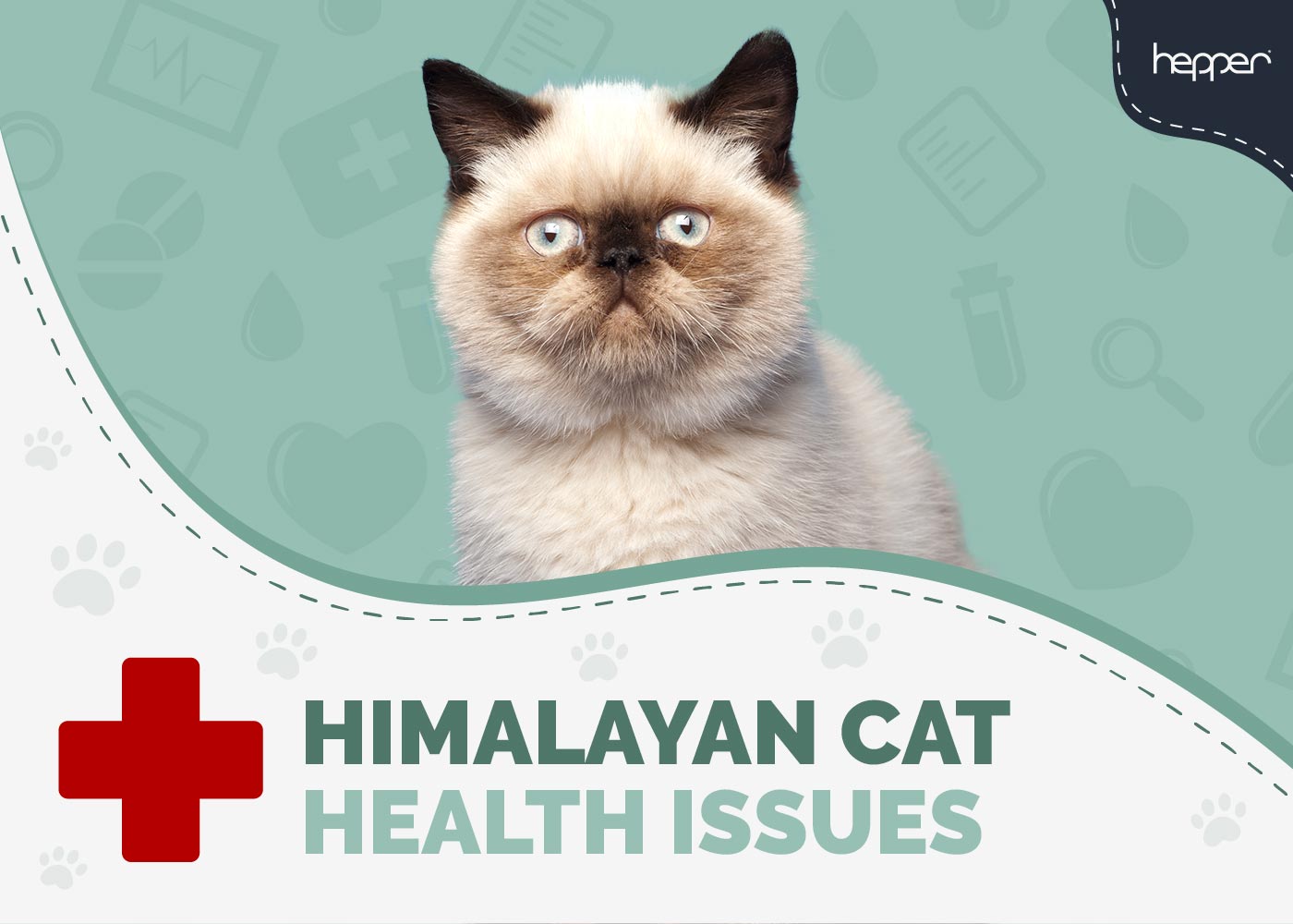 Himalayan Cat Health Problems: 6 Vet Reviewed Issues