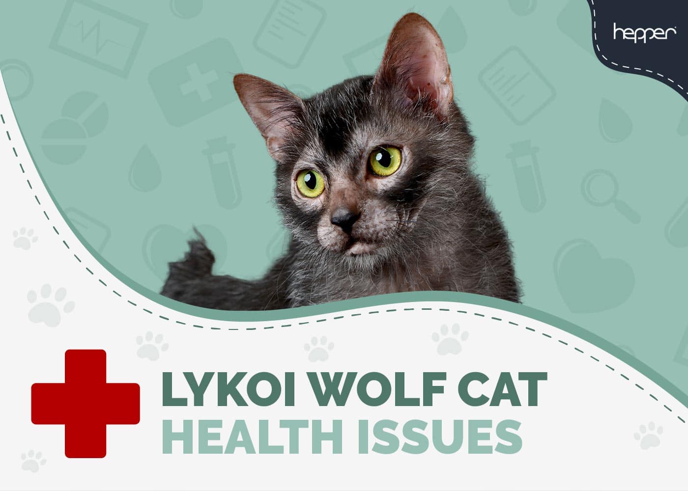 7 Common Lykoi (Wolf Cat) Health Problems - Vet-Approved Info