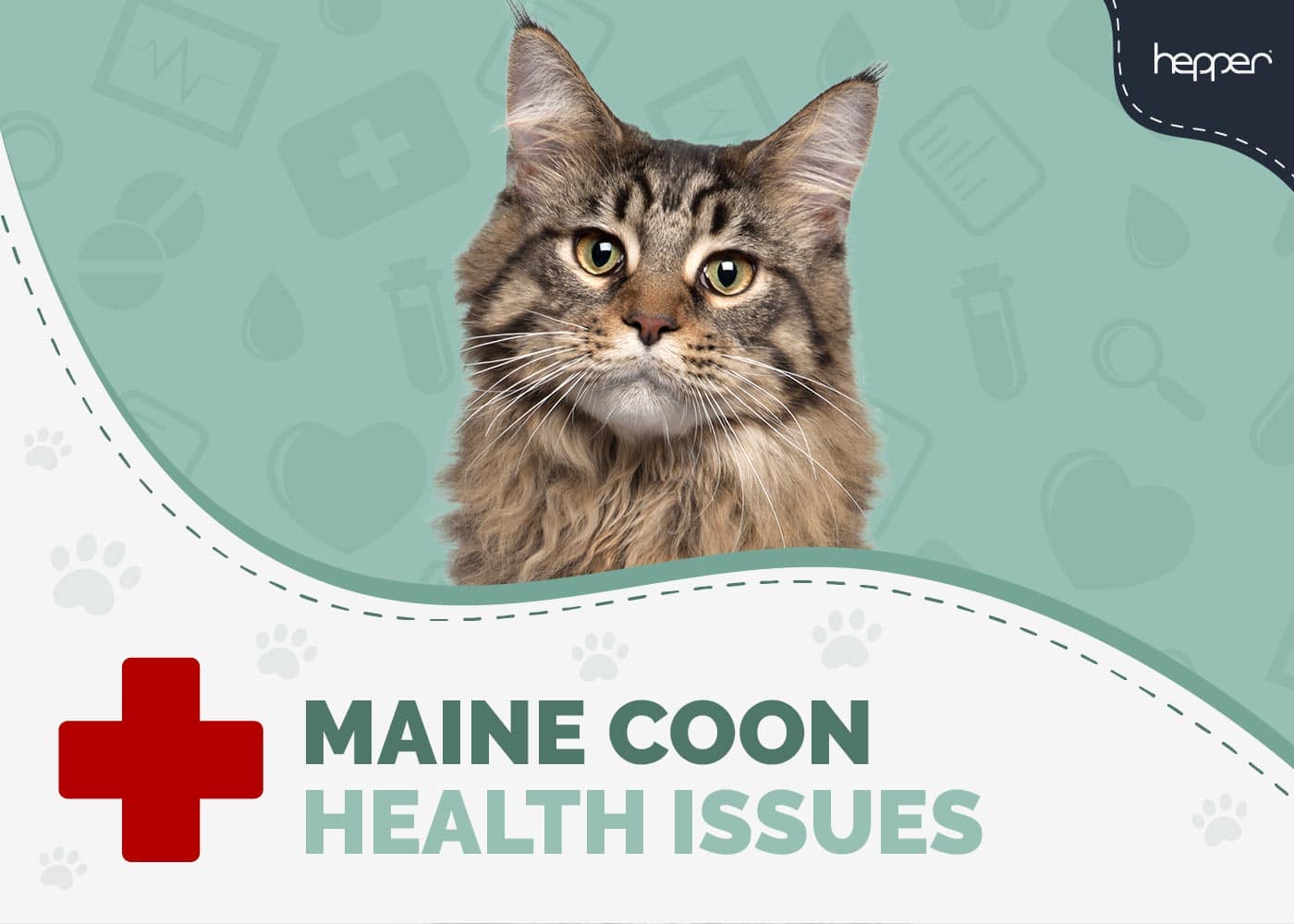 7 Maine Coon Cat Health Problems: Vet Approved Facts