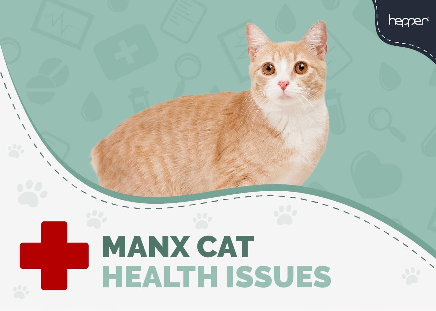 10 Common Manx Cat Health Problems: Vet Approved Facts