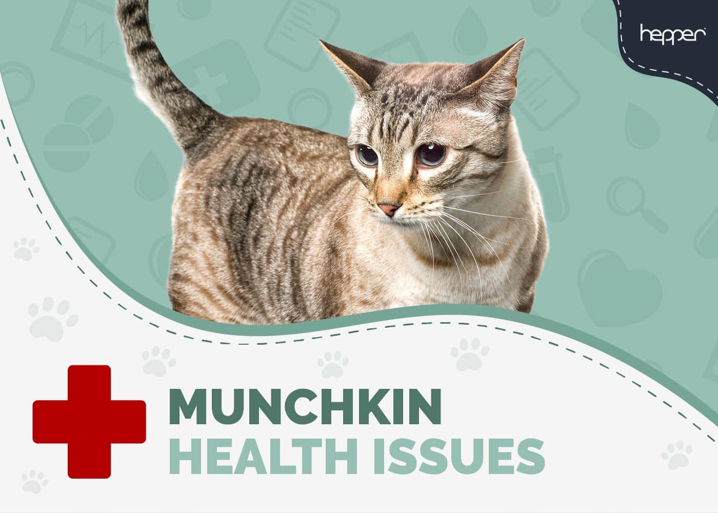 4 Common Munchkin Cat Health Problems (Vet Answer)