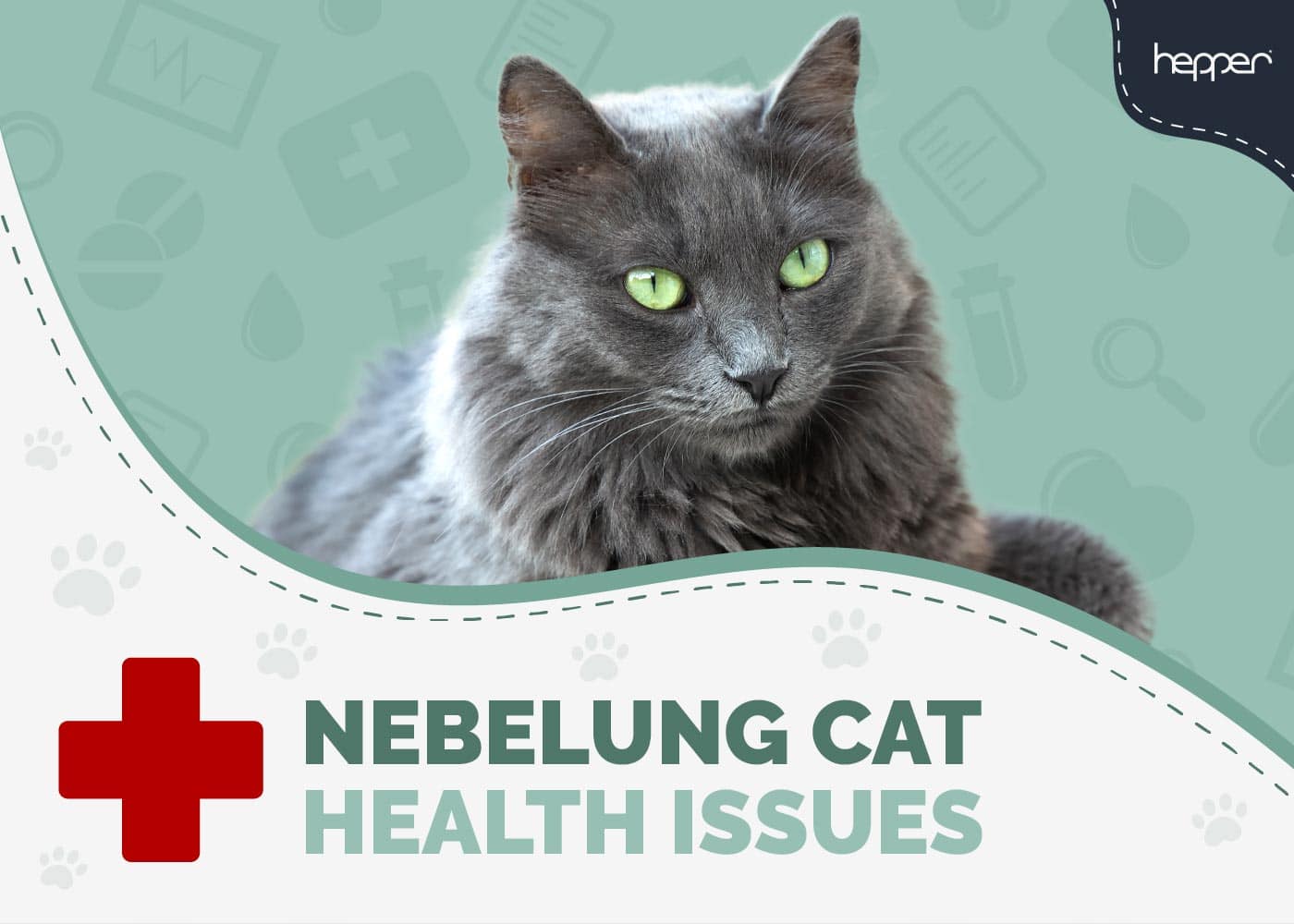 7 Common Nebelung Cat Health Problems: Vet-Approved Facts
