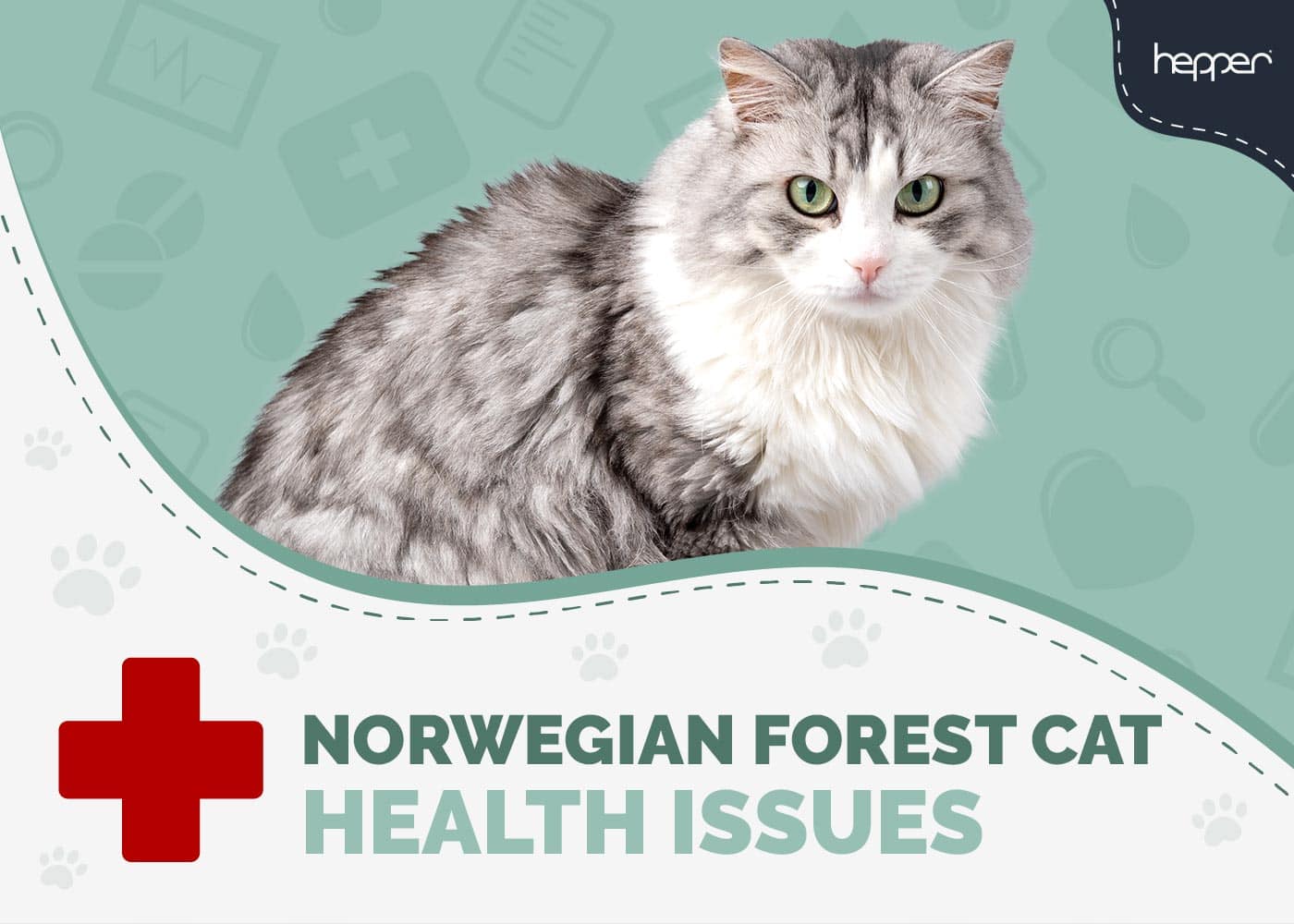 7 Norwegian Forest Cat Health Problems: Vet-Approved Prevention & Treatment