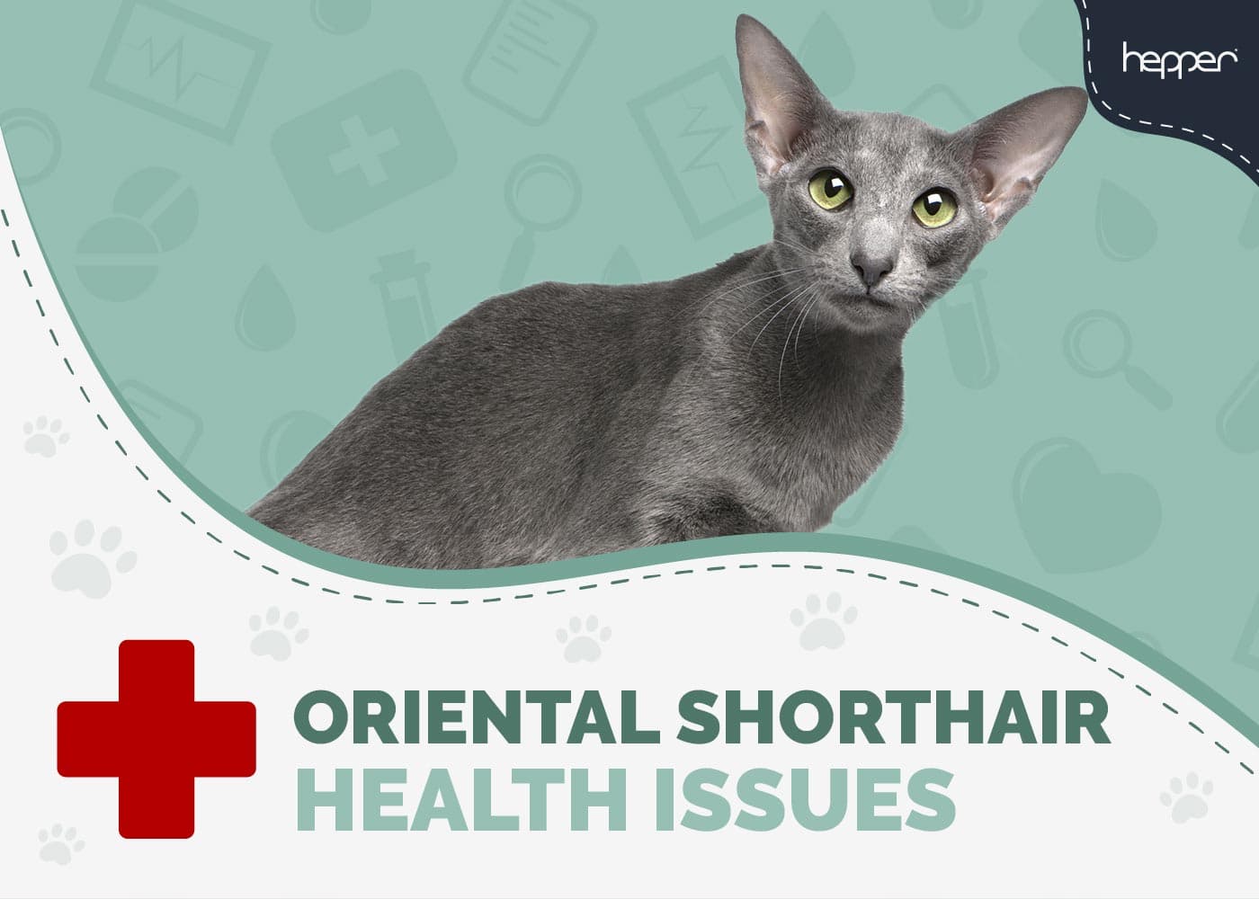 7 Common Oriental Shorthair Cat Health Problems (Vet-Reviewed)