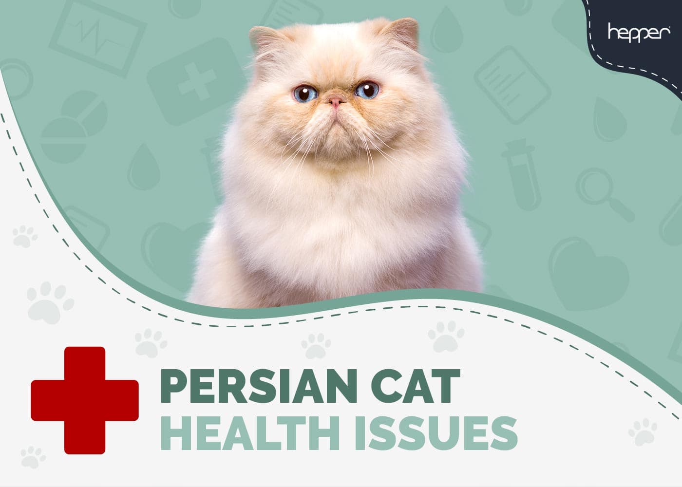 7 Persian Cat Health Problems: Vet Approved Treatments & Prevention Tips