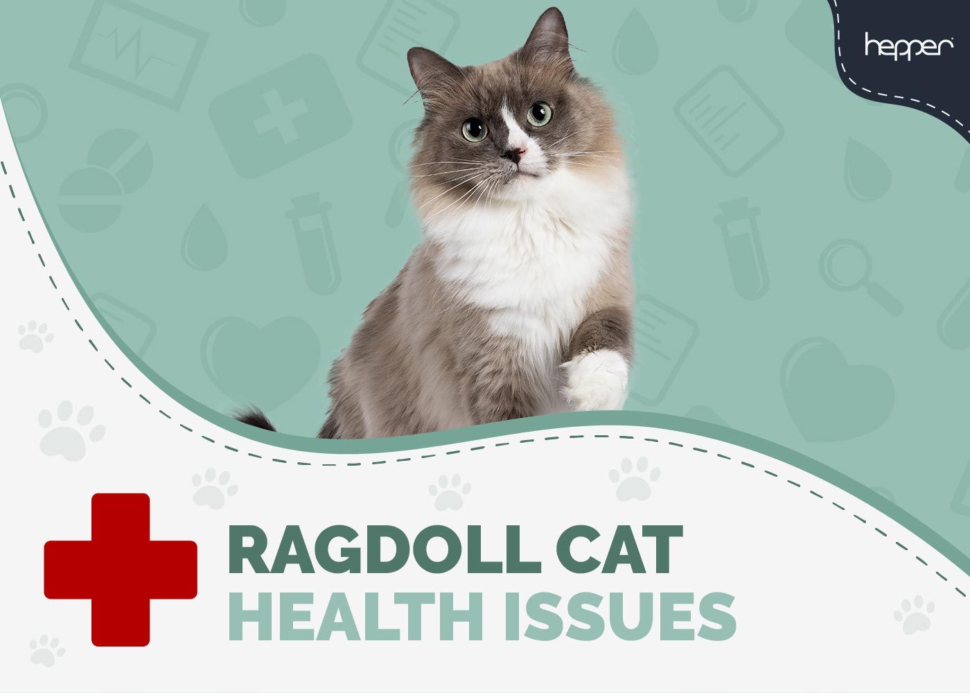 10 Common Ragdoll Cat Health Problems: Vet-Reviewed Facts