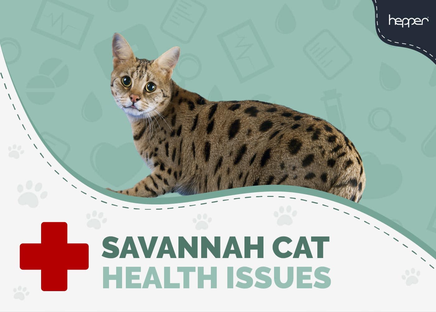 5 Savannah Cat Health Problems: Vet Approved Treatments & Prevention Tips