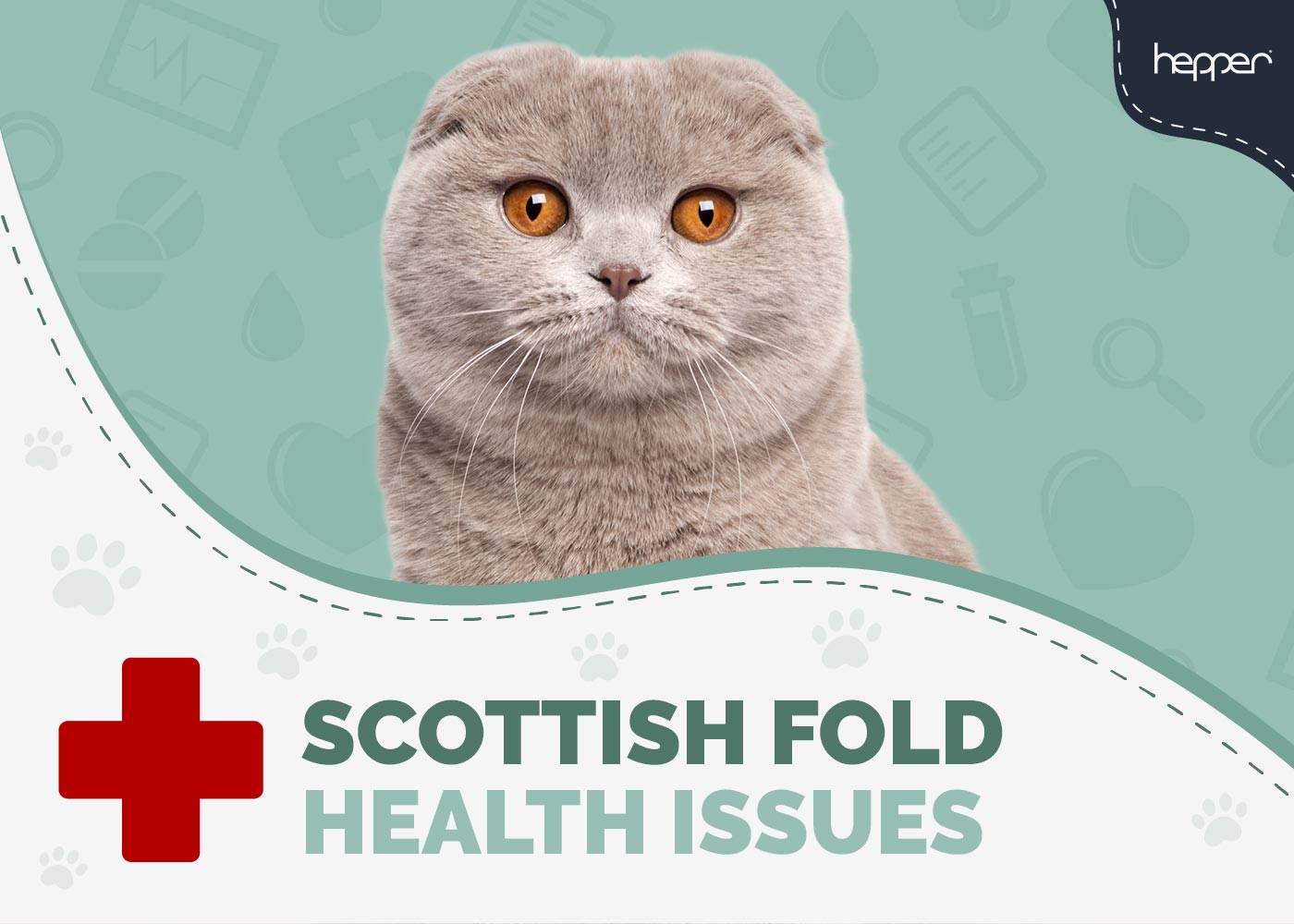 7 Scottish Fold Cat Health Problems: Vet-Approved Prevention & Treatment