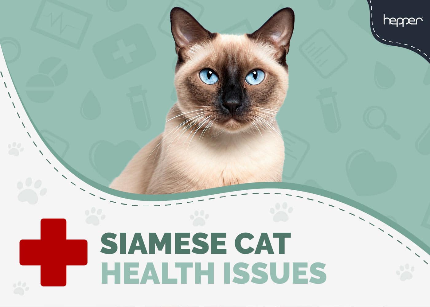 Common Siamese Cat Health Problems: 5 Vet-Reviewed Issues