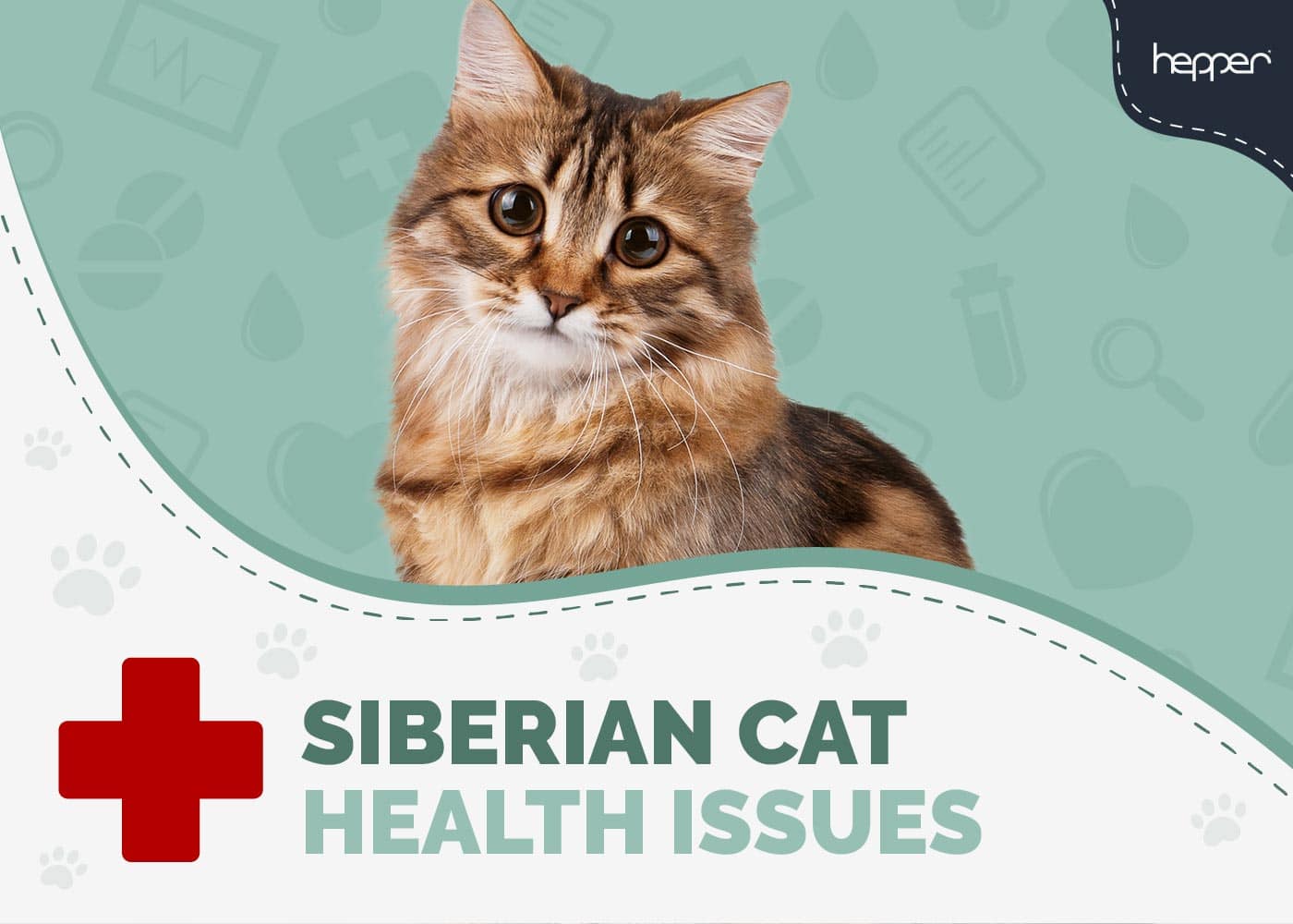 5 Siberian Cat Health Problems: Vet-Approved Prevention & Treatment
