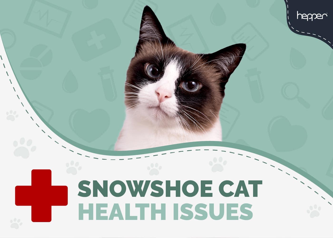 8 Snowshoe Cat Health Problems: Vet-Reviewed Health Guide