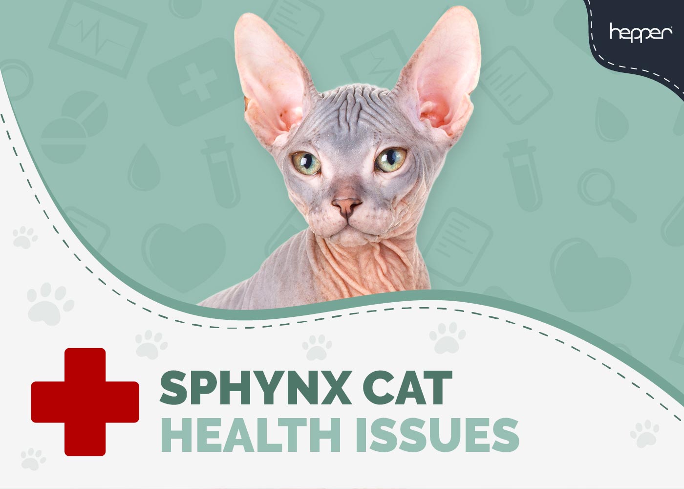 12 Sphynx Cat Health Problems: Vet-Approved Prevention & Treatment