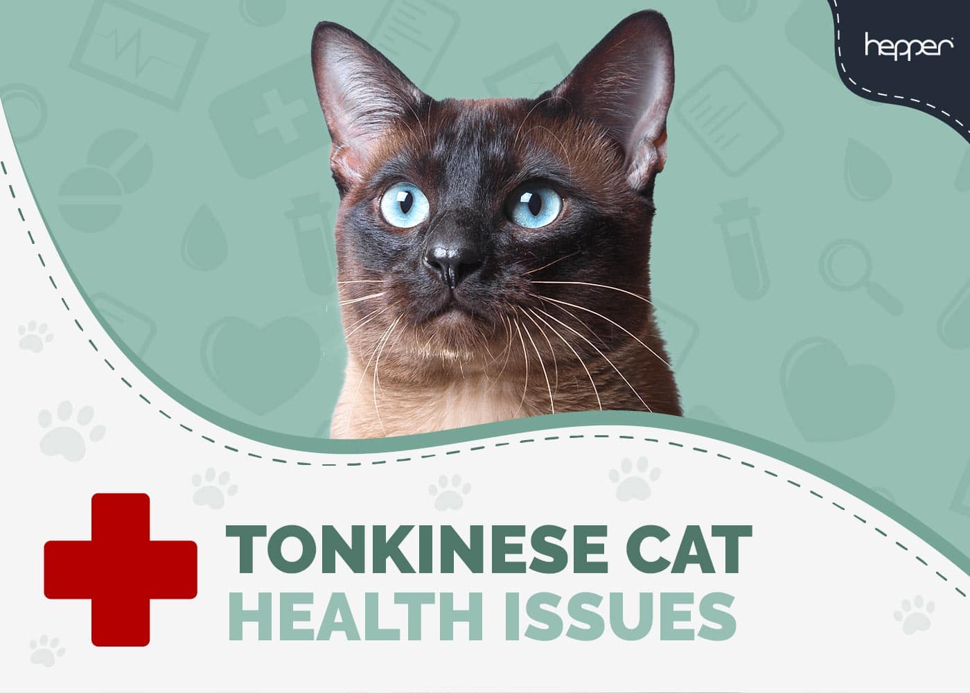 9 Tonkinese Cat Health Problems: Vet-Reviewed Prevention & Treatment