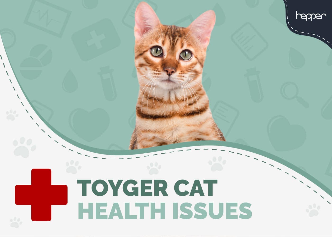 6 Common Toyger Cat Health Problems: Vet Approved Treatment & Prevention