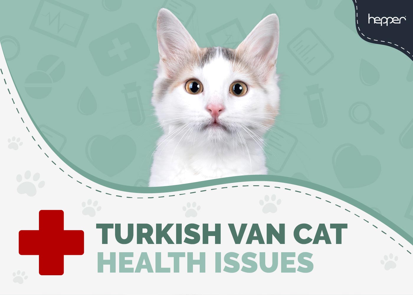 8 Turkish Van Cat Health Problems: Vet-Reviewed Prevention & Treatment