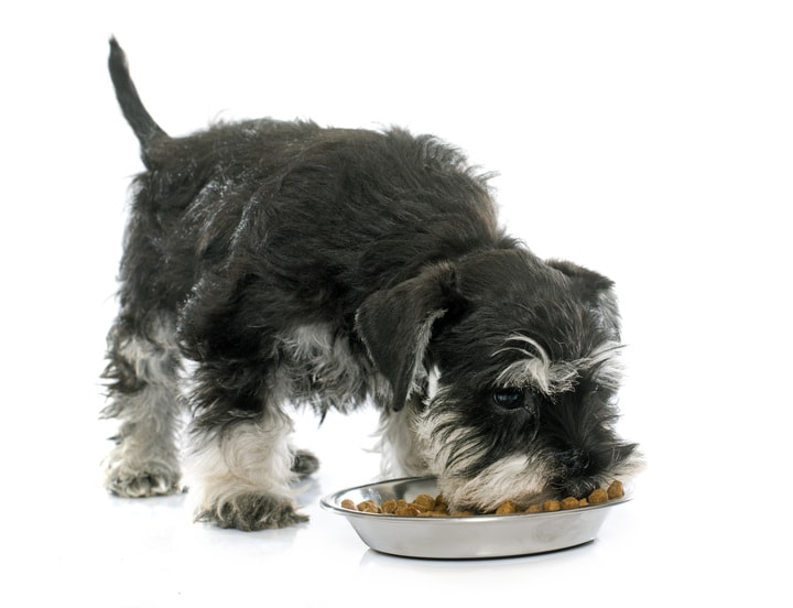 Miniature Schnauzers puppy eating