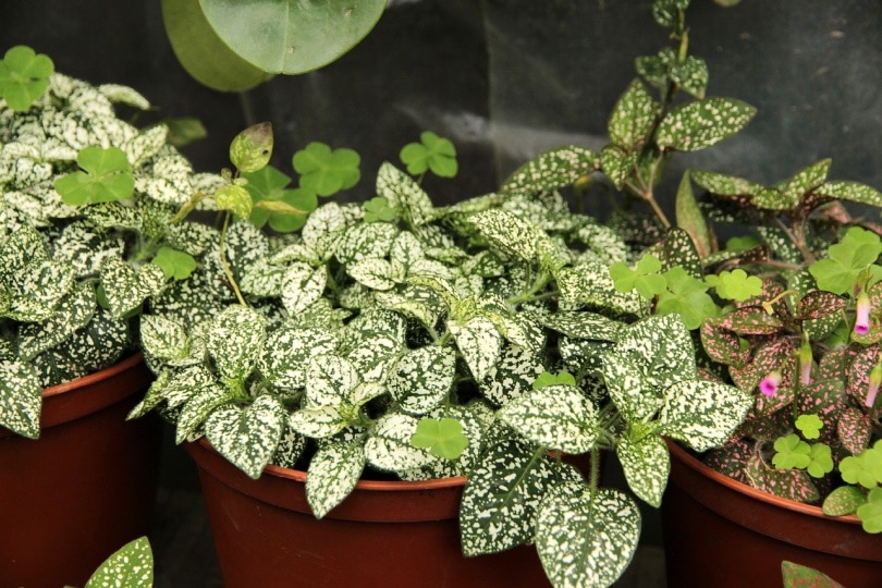 Are Polka Dot Plants Toxic to Cats? Vet-Approved Facts & Safety Guide