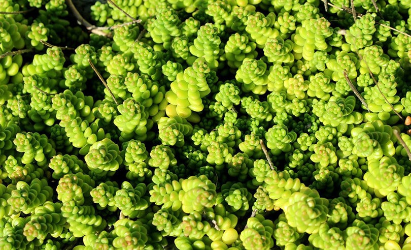 Is Sedum Toxic to Cats? Vet-Verified Facts & Safety Guide