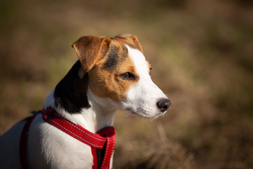 9 Best Dog Harnesses in Canada – 2026 Reviews & Top Picks