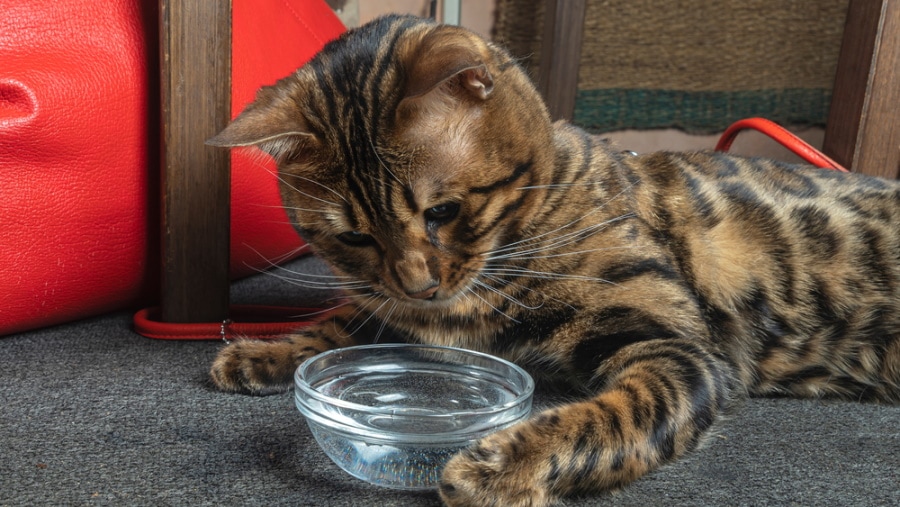 Cat Dental Water Additives: 3 Benefits (Vet Answer)