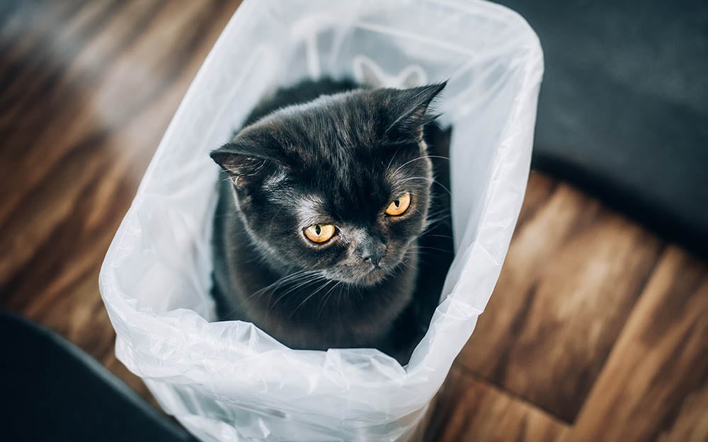 Why Does My Cat Pee on Plastic Bags? 7 Vet Reviewed Reasons & Solutions