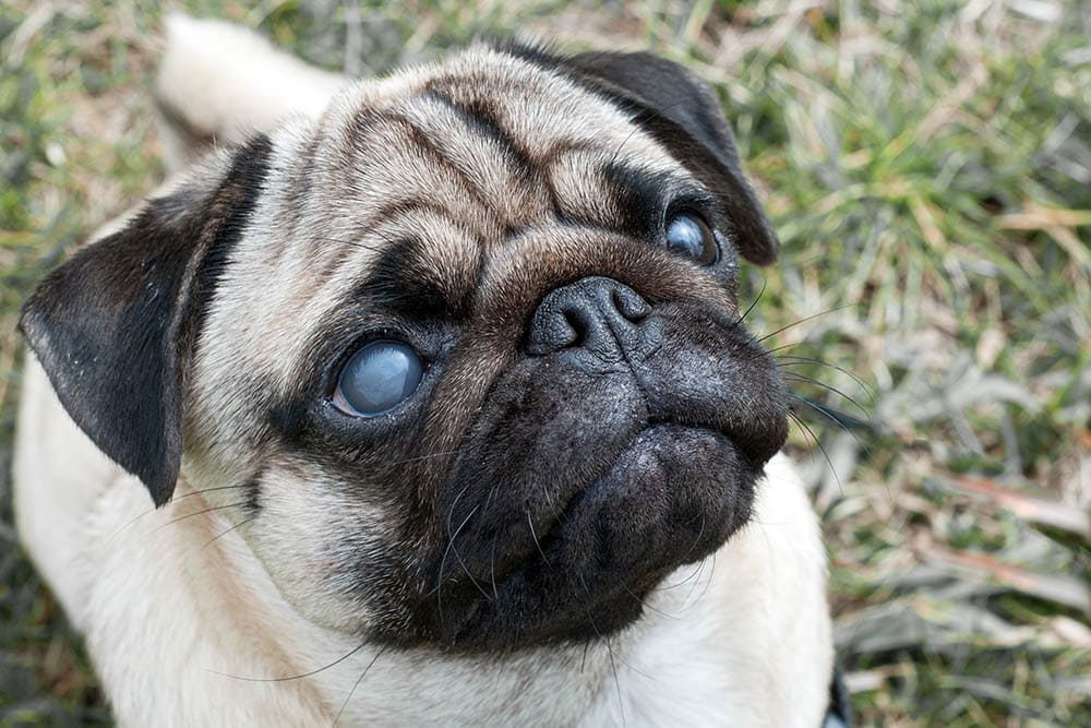 International Blind Dog Day 2026: When It Is & How It Is Celebrated (Vet-Verified)