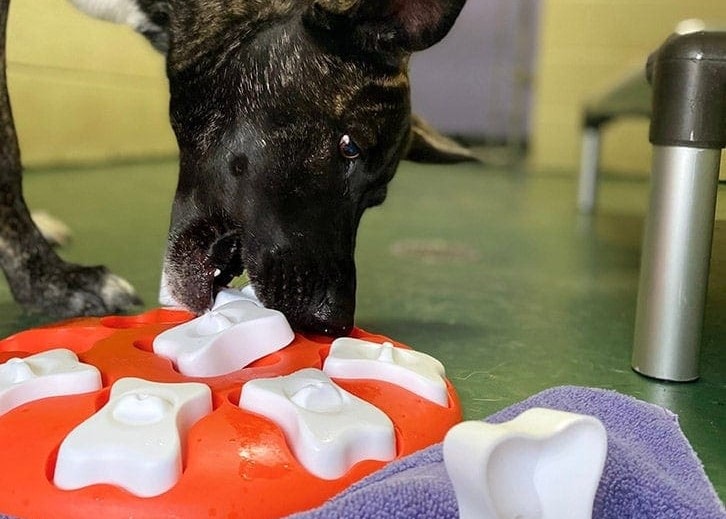 How Do I Get My Dog Interested in Puzzle Toys? 5 Vet Approved Tips & Tricks