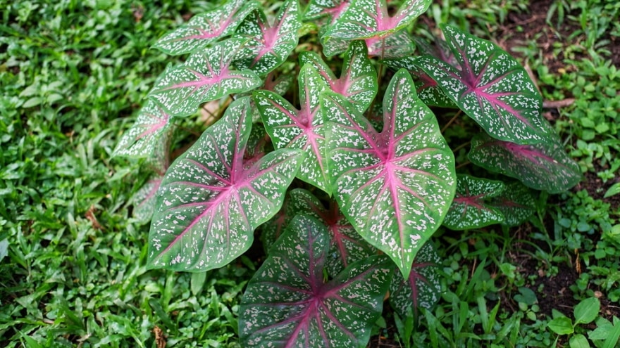 Is Caladium Toxic to Cats? Vet Approved Facts & FAQ