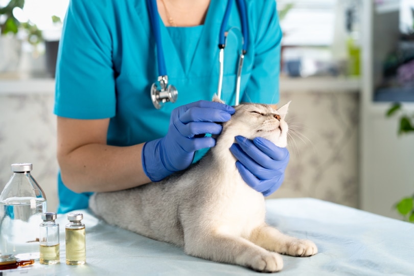 How Do Vets Treat Ear Mites in Cats? Facts & FAQ (Vet Answer)