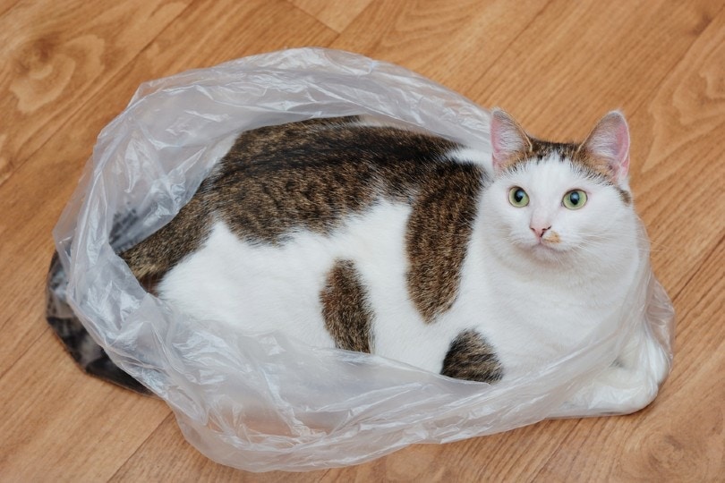 Why Do Cats Like to Sit On Plastic Bags? 6 Vet-Reviewed Reasons