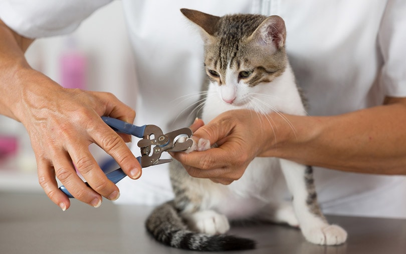 How Do Vets Cut Cat Nails: Facts & FAQ (Vet Answer)