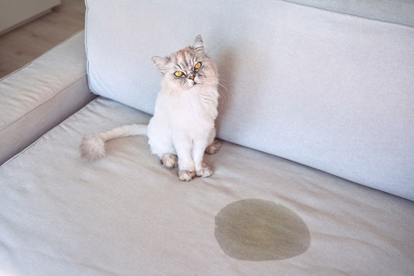 Why Is My Cat Peeing on My Couch? 8 Potential Causes & How to Stop It