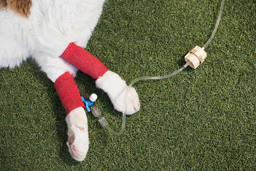 Can Cats Recover From Kidney Failure? (Vet Answer)