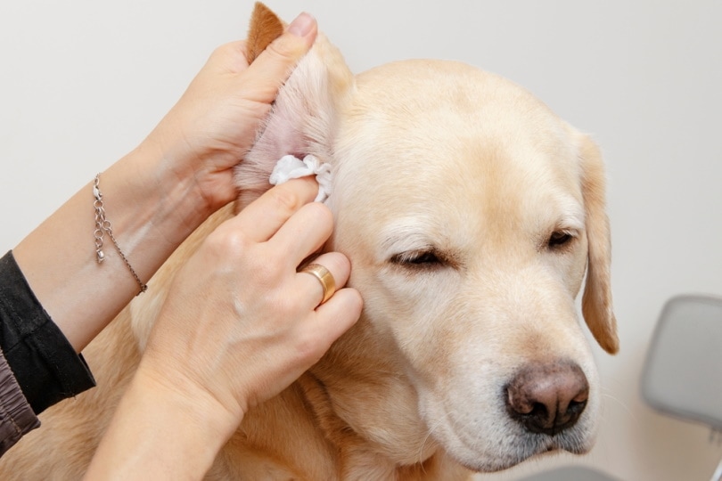 How to Clean Your Dog’s Ears: 8 Vet-Approved Steps