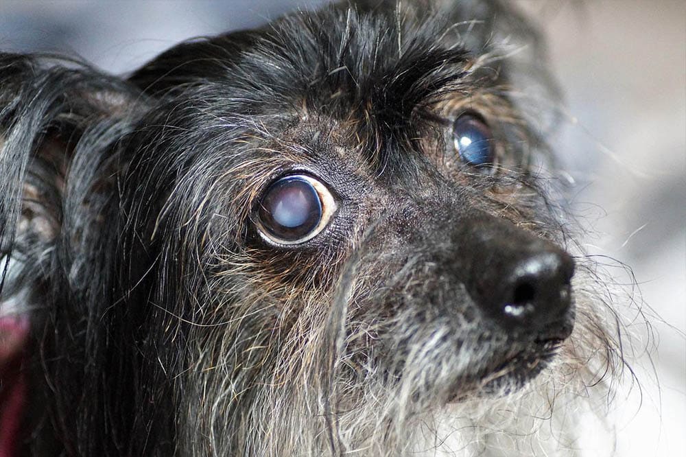 Progressive Retinal Atrophy in Dogs: Signs, Causes & Treatment