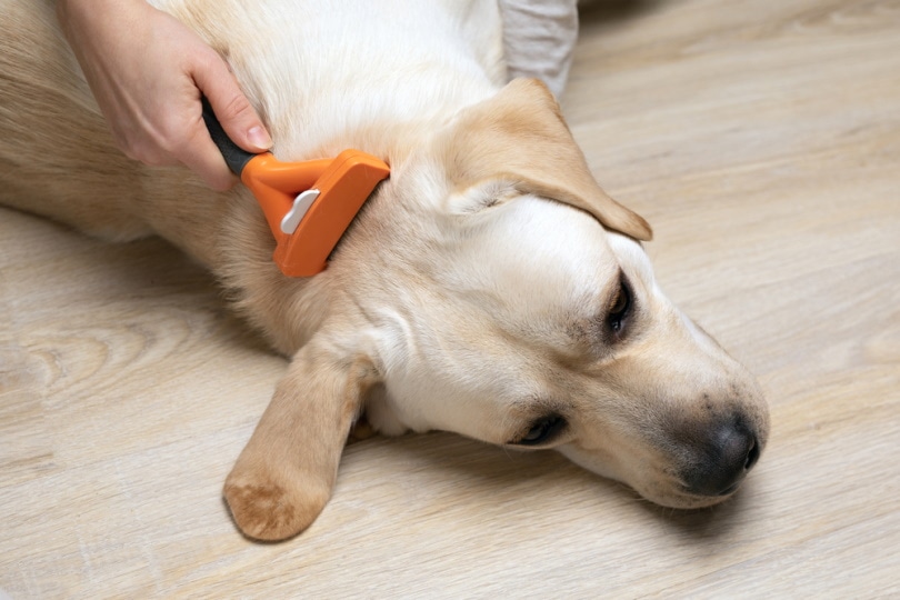 Why Does My Lab Shed So Much? Vet-Reviewed Causes & Care Tips