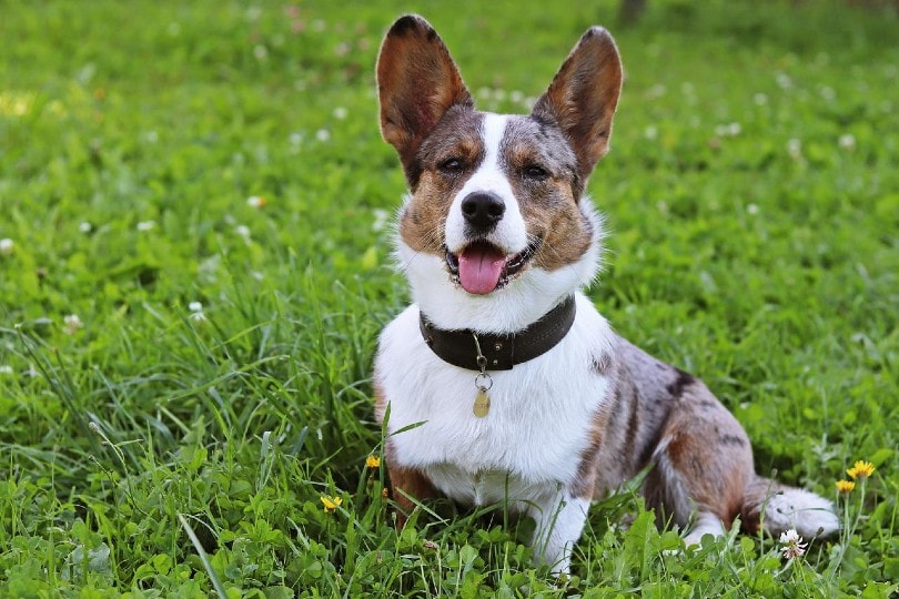 8 Cool Off-Leash Dog Parks Near Covington, KY in 2026
