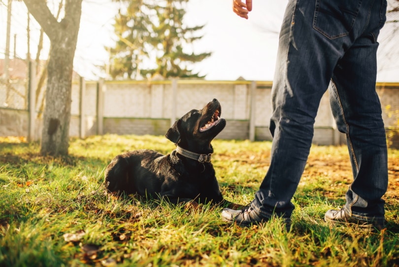 How to Teach a Dog to Come Without Treat: 5 Effective Tips