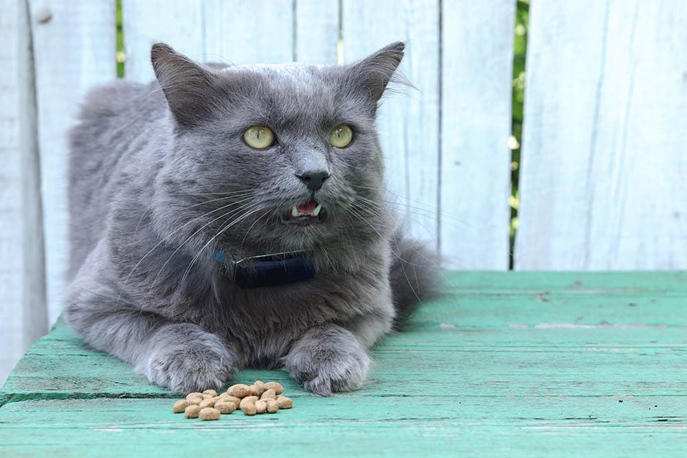 10 Best Cat Foods for Weight Loss (Wet & Dry) - 2026 Reviews & Buyers Guide