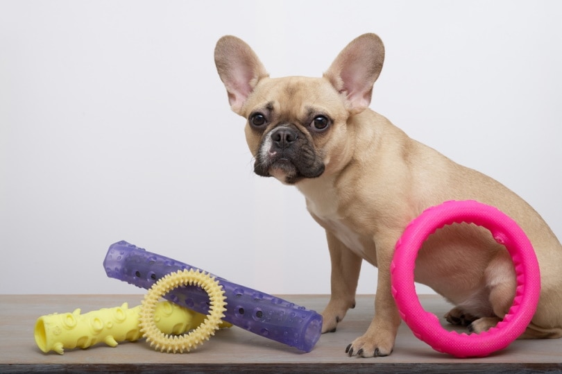 Mental Stimulation For Dogs: 11 Vet-Approved Tips For Fun & Challenge