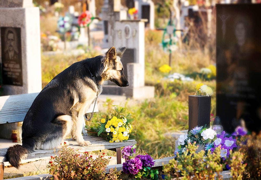 Do Dogs Grieve? Vet Approved Facts, Signs & Ways to Help