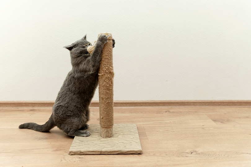 Why Do Cats Like Scratching Posts So Much? Vet Approved Benefits & Facts