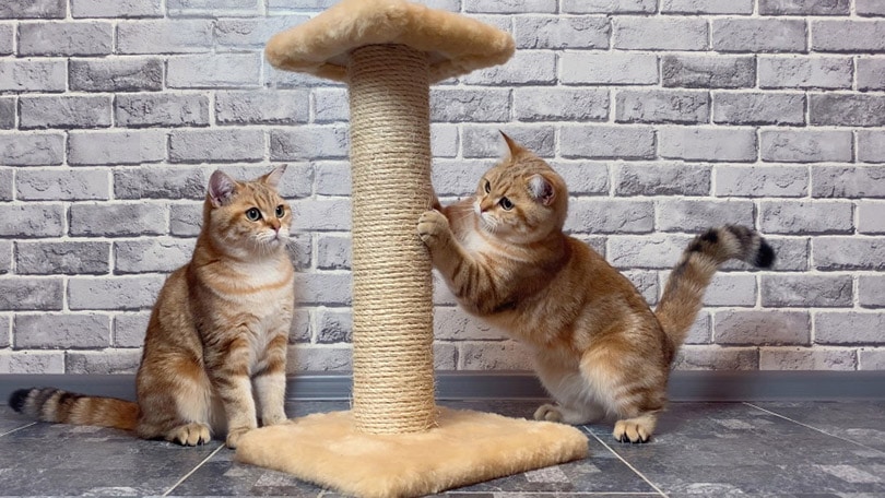 Why Do Cats Need Scratching Posts? 7 Vet-Reviewed Reasons