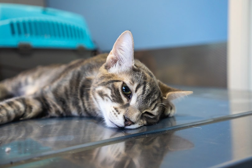 How Do Vets Put Cats Down? Learning from the Experts (Vet Answer)