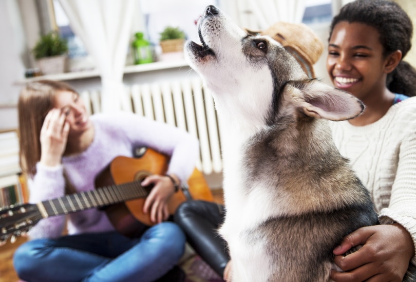 Why Do Dogs Howl at Music? Vet-Approved Explanation