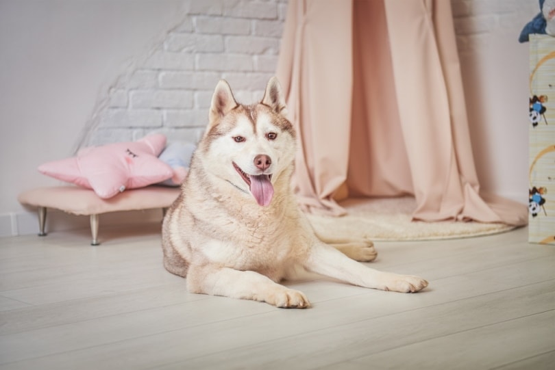 26 Essential Siberian Husky Dog Supplies & Products