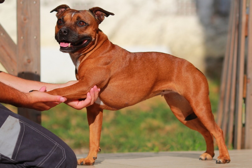 Do Dogs Like Massages? Vet-Reviewed Benefits & Tips