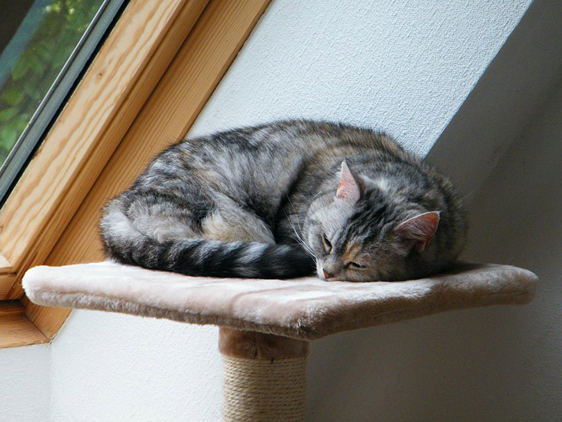 My Cat Died In My House: 6 Steps That You Need to Take Next