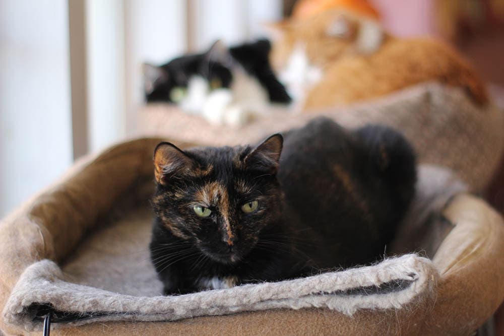 Are Heated Cat Beds Safe? Vet-Reviewed Benefits & Risks